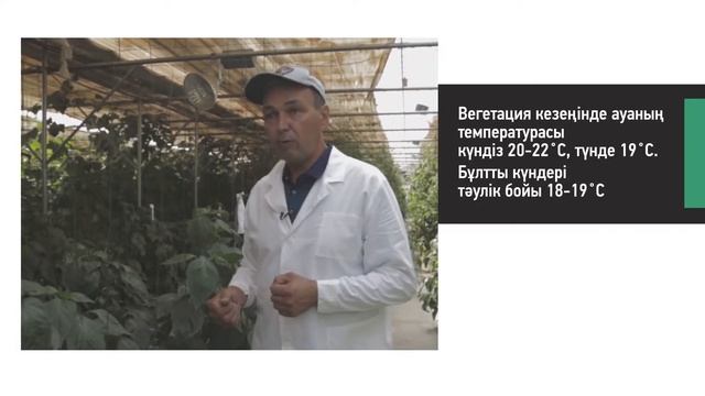 Жылыжайдағы гидропоникада өсірілетін қиярды күтіп баптау смотреть онлайн