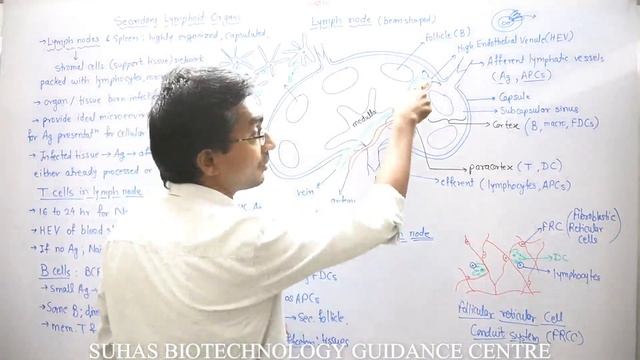Lymph node; Secondary lymphoid organ смотреть онлайн