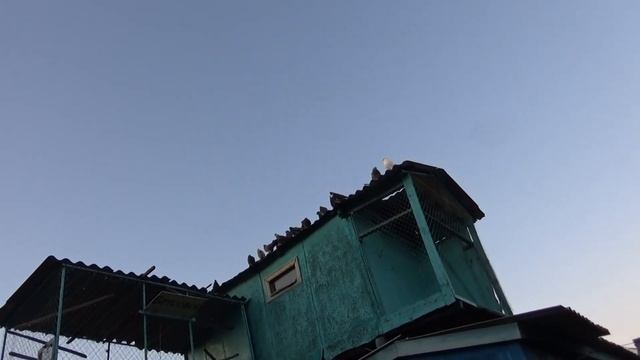Приучаем голубей к слёту. смотреть онлайн
