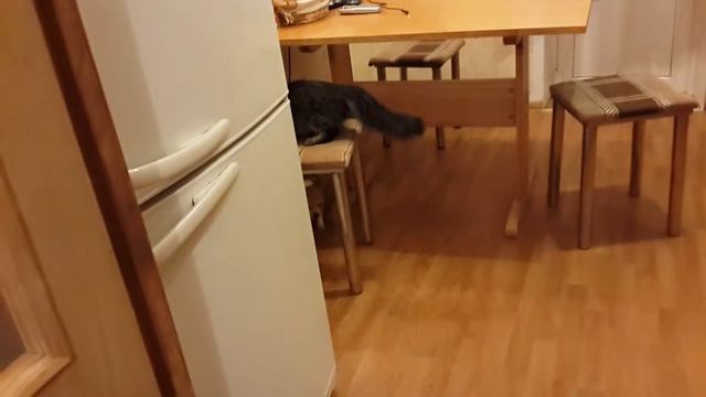 Мейкун против чихуахуа