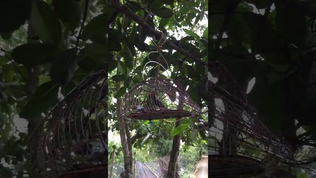 Bẫy chim sâu . Bird singing Orthotomus sepium смотреть онлайн