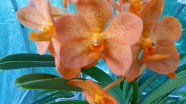 Аскоценда Мандарин цветение смотреть онлайн