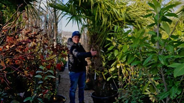 Что очень сильно влияет на ценность дома? Таких названий деревьев и кустарников я даже не знал смотреть онлайн