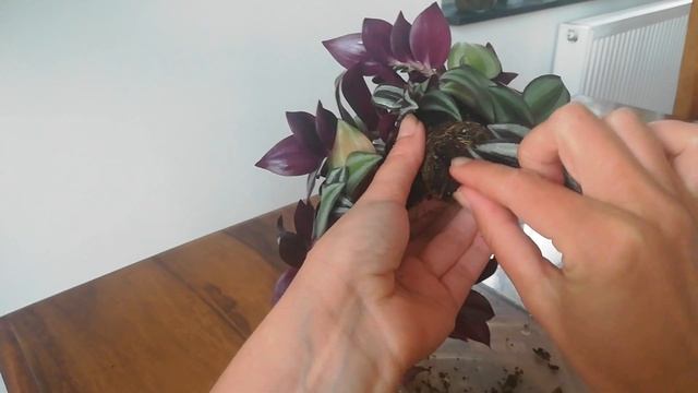 Традесканция Зебрина. Посадка и Суеверия ? смотреть онлайн