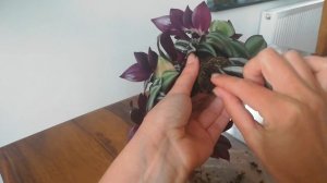 Традесканция Зебрина. Посадка и Суеверия ?