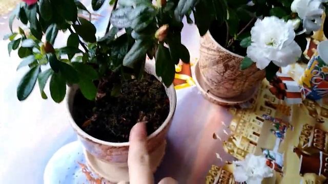 Комнатная азалия... цветение в декабре # Azalea bloom in December. смотреть онлайн