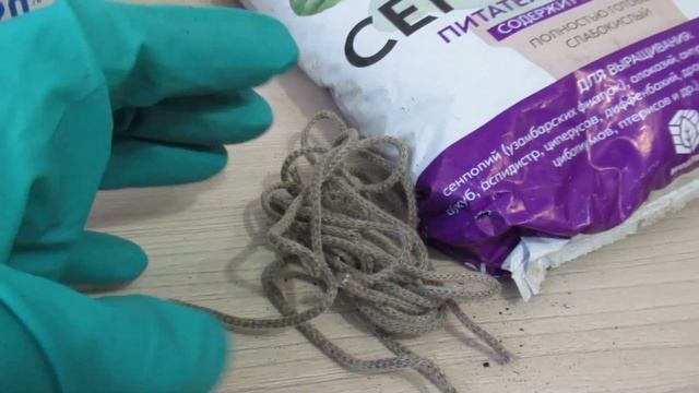 Фитильный полив для фиалок своими руками смотреть онлайн
