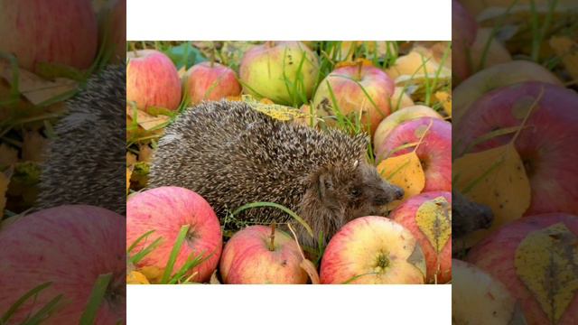 Экология смотреть онлайн