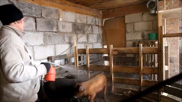 Устраним запахи в свинарнике с помощью бактерий смотреть онлайн