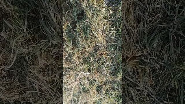 Металокоп Ставрополье смотреть онлайн