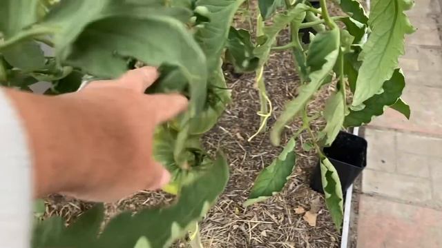 Обзор томатов в Уральской теплице - 15 дней спустя!!!#обзортоматов#томатывтеплице#екатеринбург смотреть онлайн