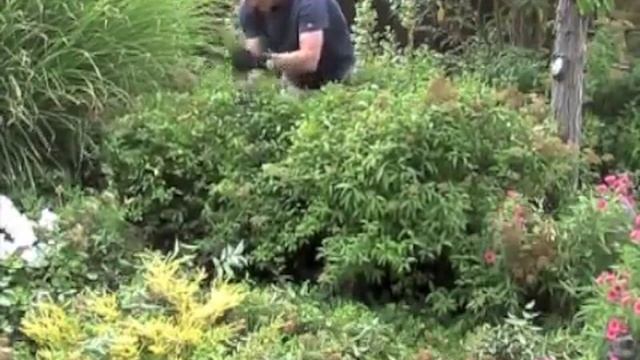 Spiraea 'Anthony Waterer' Deadheading