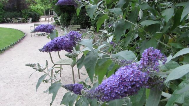 Travel Salad в Люксембургском саду, Париж! смотреть онлайн