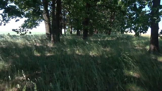 Белые грибы в лесу. Собака ищет грибы в посадке иногда находит иногда не ищет лентяй однако