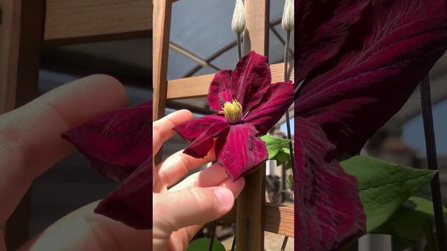 Клематис. Цвет бордово-бархатный. 6-8 лепестков. Три ветки от корня. Высота 2 м. Продается.