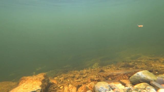? Мягкие приманки под водой! Съедобная резина! смотреть онлайн
