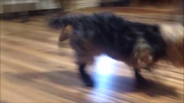 Смешные Собаки в Обуви! Прикольная Видео Подборка / Приколы с Собаками / смотреть онлайн