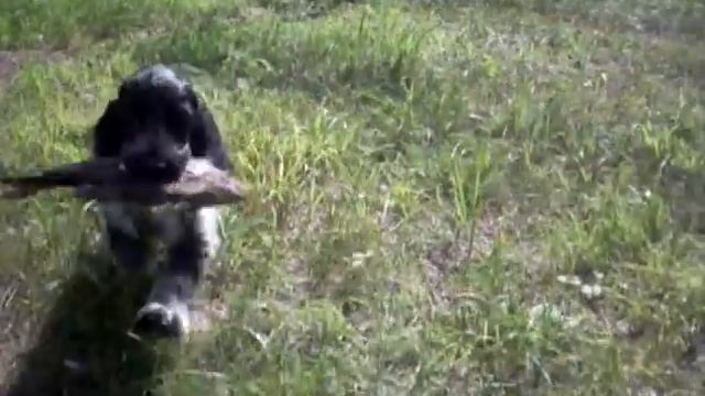 щенки Л ОРО ДИ ВИНЧИТОРЕ д.р 17.5.2016 (КОБЕЛИ) смотреть онлайн