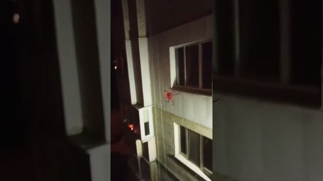 крестоносец паук смотреть онлайн