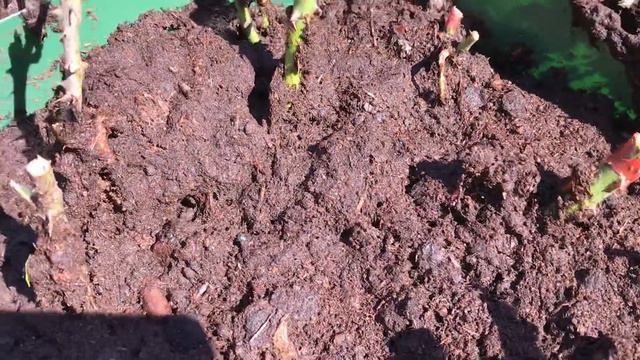 ЧТО НУЖНО РОЗАМ ВЕСНОЙ? смотреть онлайн