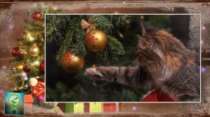 НАРОДНЫЕ ПРИМЕТЫ про НОВОГОДНЮЮ ЕЛКУ Вот почему НЕ СТОИТ приносить живую елку в ДОМ