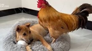 ПЕТУХ ГОНИТ ПЁСЕЛЯ С ЛЕЖАКА❤ Как реагирует щенок. Такие милые❤🤗❤