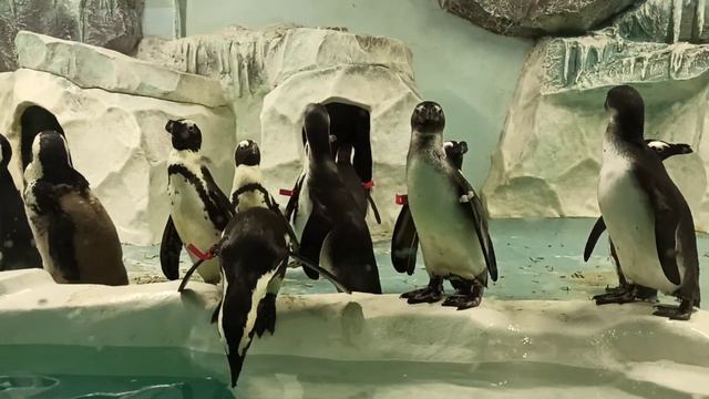 Потешные пингвины! 🐧В Лазаревском Сочи! смотреть онлайн