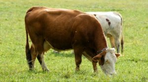 снять порчу с животного