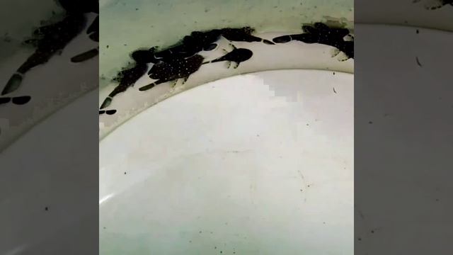 Потомство Звездчатого сома 2021 Август. смотреть онлайн