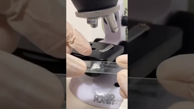 у языке собаки есть микробов а языке кота нет микробов смотреть онлайн