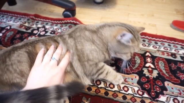 Как определить беременна ли кошка? смотреть онлайн