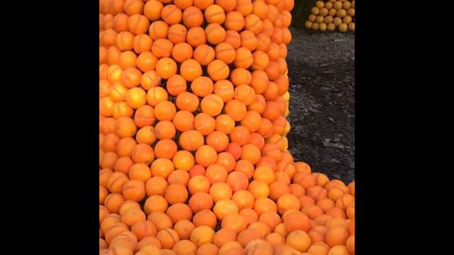 Fête du Citron/ Lemon Festival in Menton,France Part-1 смотреть онлайн