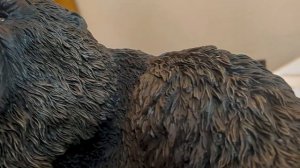 Xplus Godzilla vs Kong Gigantic KONG figure Unboxing, Comparisons, and Review