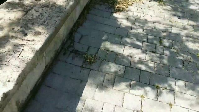 Глядичия,проращивание семян? смотреть онлайн