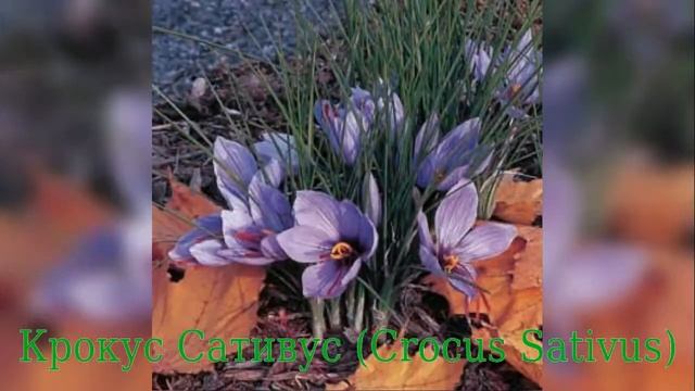 Крокус Сативус (Crocus Sativus) смотреть онлайн