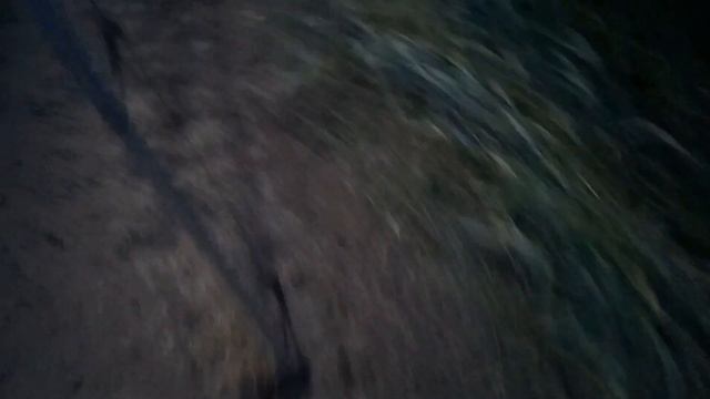 Ловля дикого перепела 14.06.2023г. смотреть онлайн