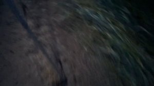 Ловля дикого перепела 14.06.2023г.