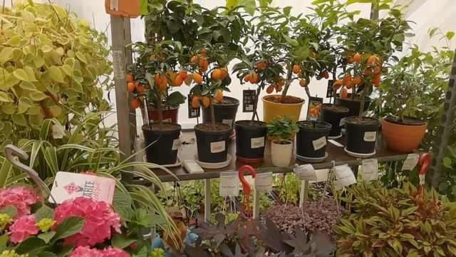 ОРАНЖЕРЕЯ С ЦВЕТАМИ. смотреть онлайн