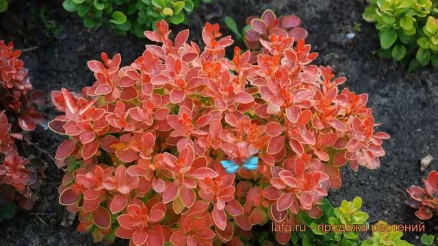 Барбарис тунберга Адмейриш (berberis thunbergii) ? обзор: как сажать, саженцы барбариса Адмейриш смотреть онлайн