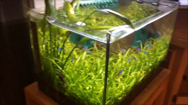 Sagittaria subulata смотреть онлайн