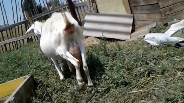 Как определить когда коза родит. смотреть онлайн