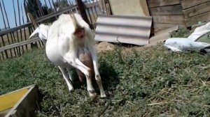 Как определить когда коза родит.