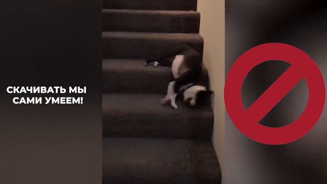 ДОГ- ШОУ ВОЗВРАЩАЕТСЯ!!! смотреть онлайн
