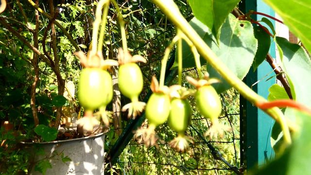 Kiwi Honigbeere Scharfzähniger Strahlengriffel (Actinidia arguta) Früchte – 18. VI. 2019 fz82/83 смотреть онлайн