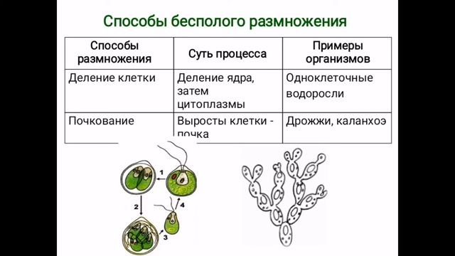 Урок биологии, 7 класс Бесполое и половое размножение растений смотреть онлайн