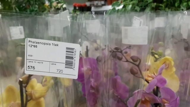 Чёрная орхидея!!! Зачем??? Большой завоз орхидей. смотреть онлайн