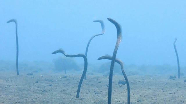 USAT Liberty Wreck. Bali, Tulamben смотреть онлайн