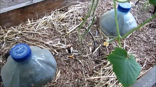 Сезон 2020. Тепличный Эликсир для роста растений и защиты их от болезней... смотреть онлайн