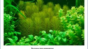 Объединение "В мире животных" | "Аквариум и его обитатели".