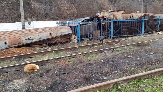 Милые щенки 3 (Окончание) смотреть онлайн